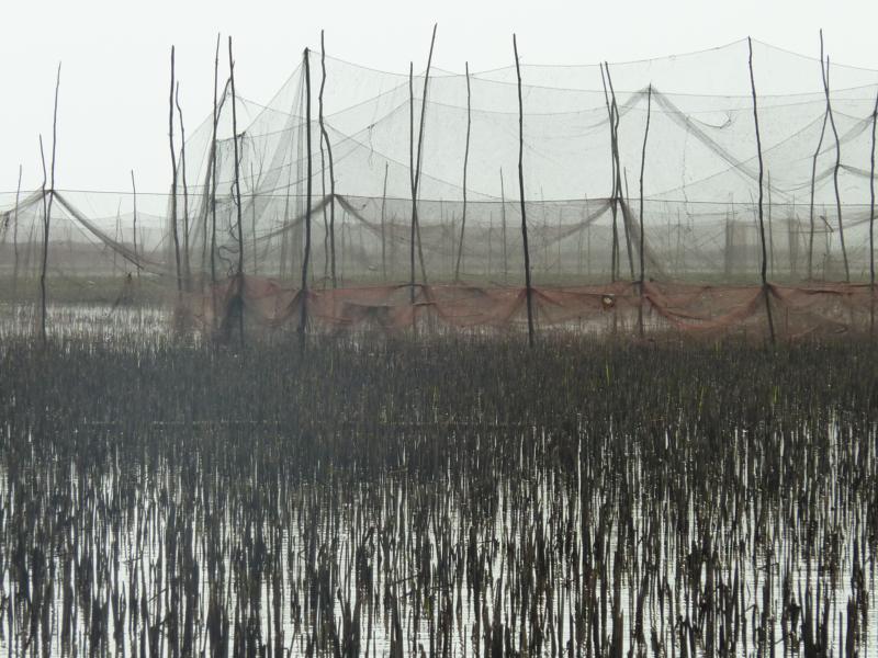 Reeds and Nets