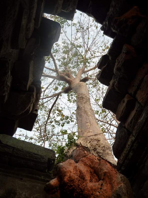 010 Tree Growing out of Buildings
