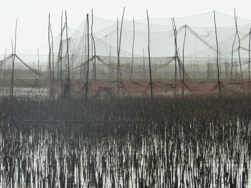 011 Reeds and Nets