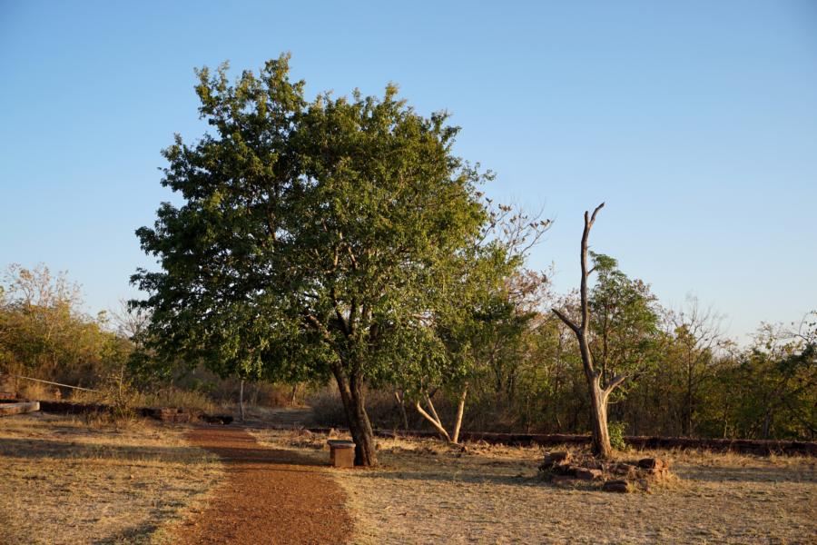 Tree near the Grounds
