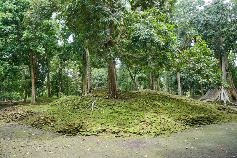 104 Tree growing through Ruins, Candi Koto Mahligai