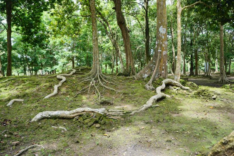 106 Roots over Ruins, Candi Koto Mahligai