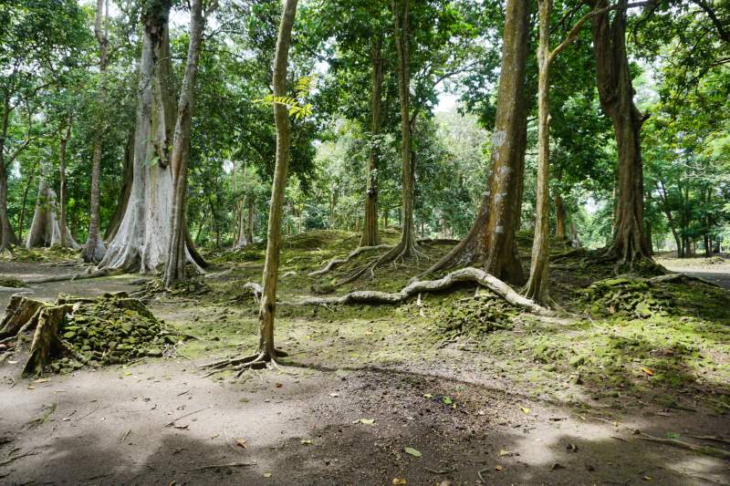 108 Trees and Roots, Candi Koto Mahligai