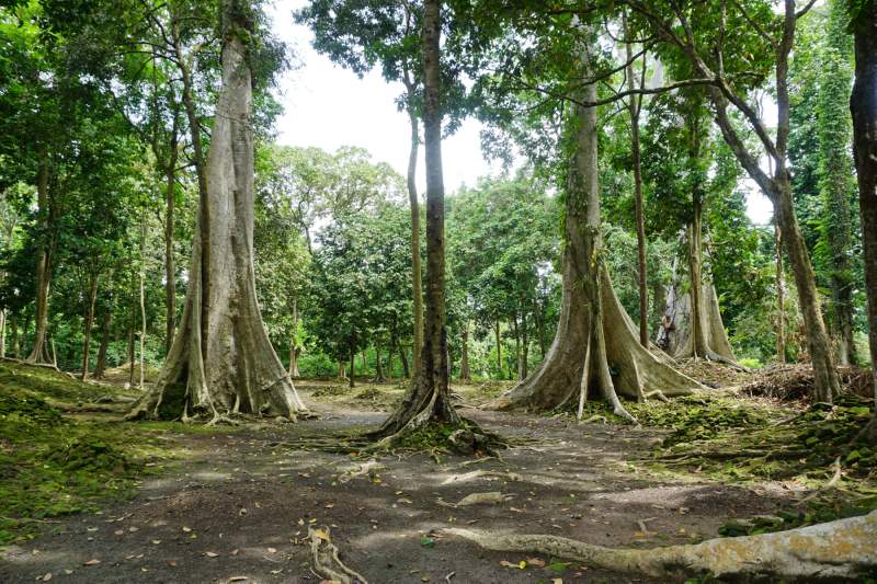 111 Old Trees, Candi Koto Mahligai
