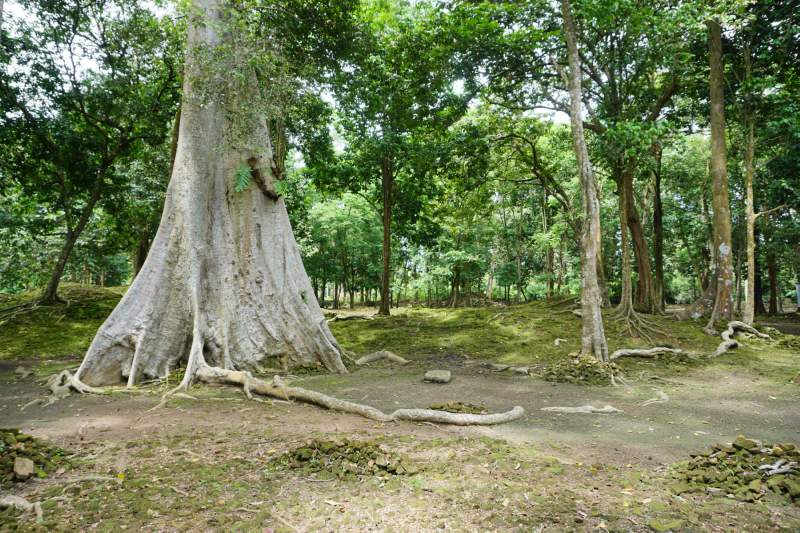 113 Old Tree, Candi Koto Mahligai