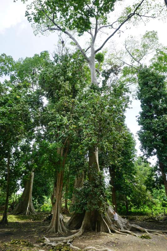 116 Old Tree, Candi Koto Mahligai