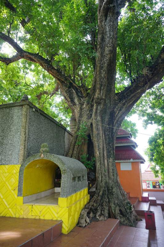 06 Tree and Shrine, Siti Inggil