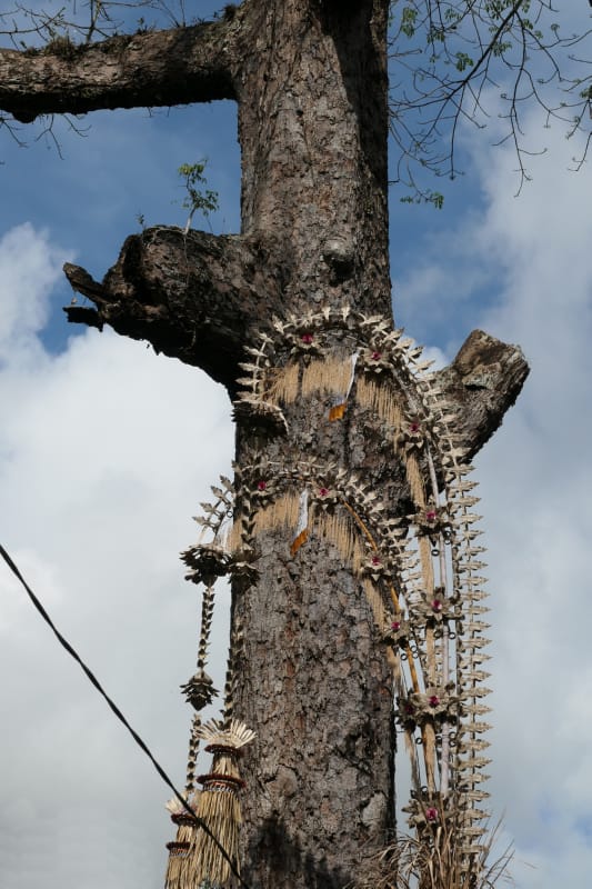 027 Decorated Old Kapok Tree
