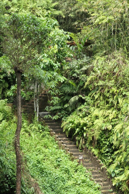 001 Steps through the Jungle