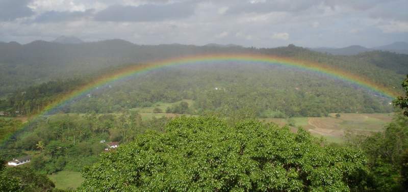 Rainbow over the Bodhi Tree, Sri Lanka