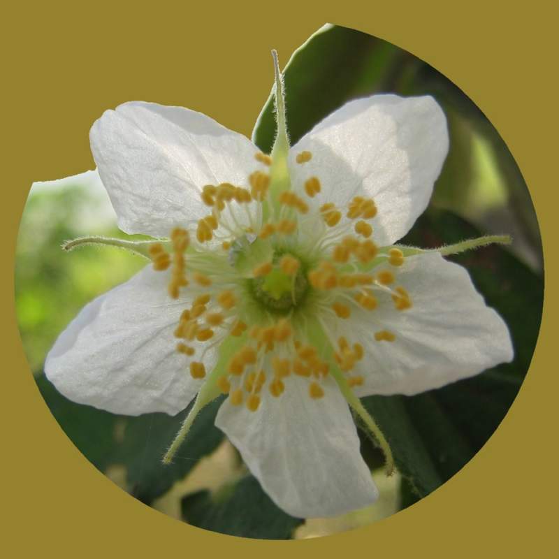 05 White Flower, unidentified