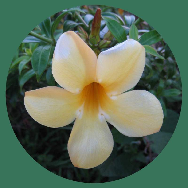 06 Trumpet flower, Allamanda violacea