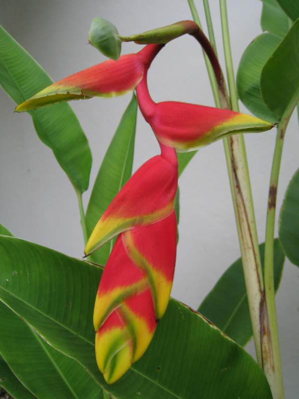 017 Lobster claw, Heliconia