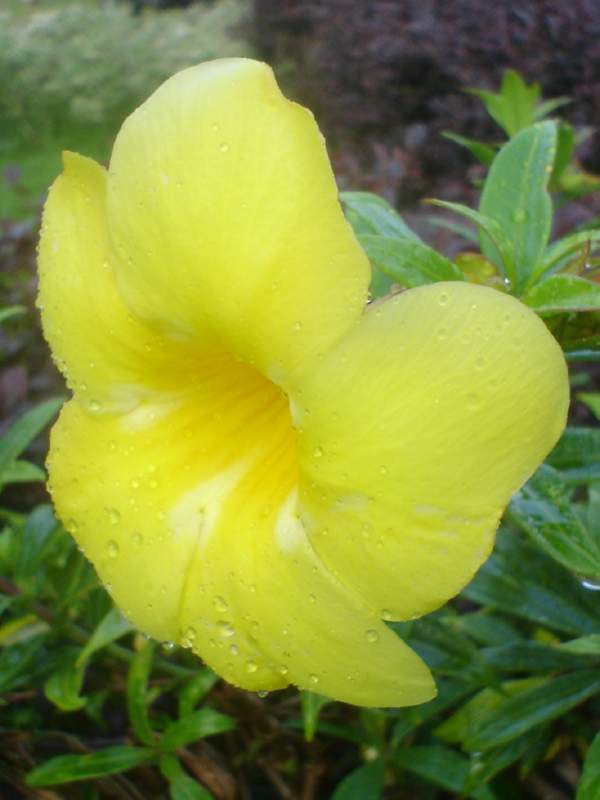 025 Trumpet flower, Allamanda violacea