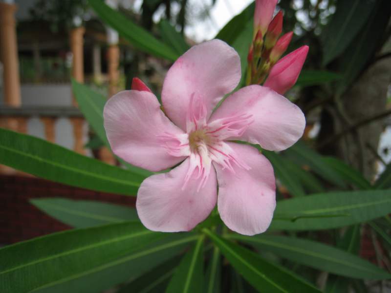 040 Oleander, pink