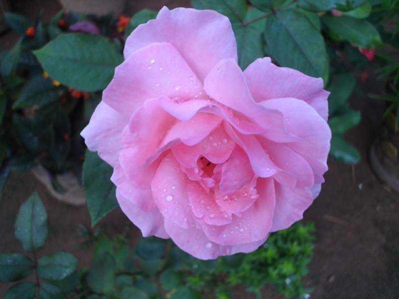 047 Pink Rose
