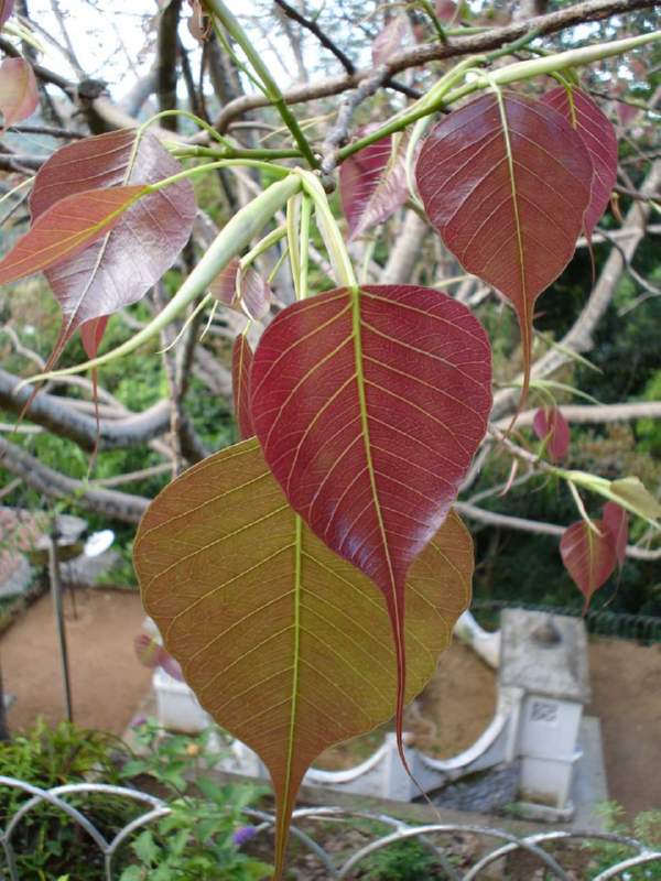 053 Bodhi Leaves, Ficus religiosa