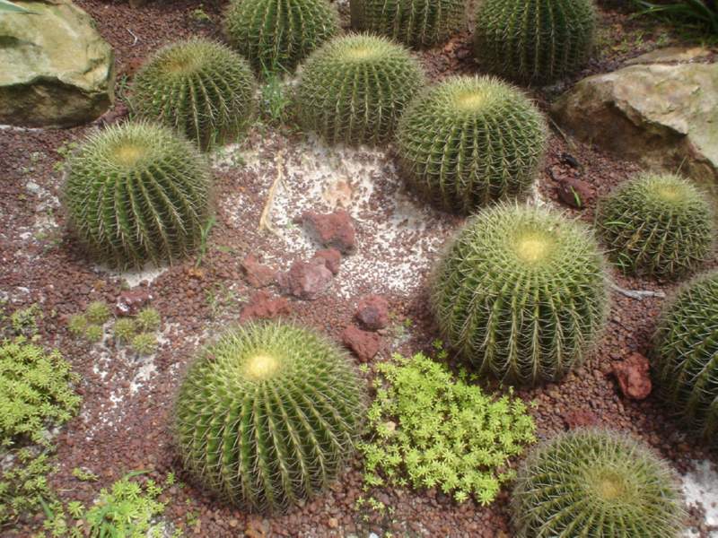 056 Round Cactii, Echinocactus grusonii