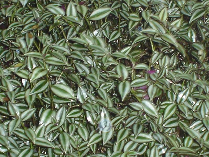 060 Inch plant, Tradescantia zebrina