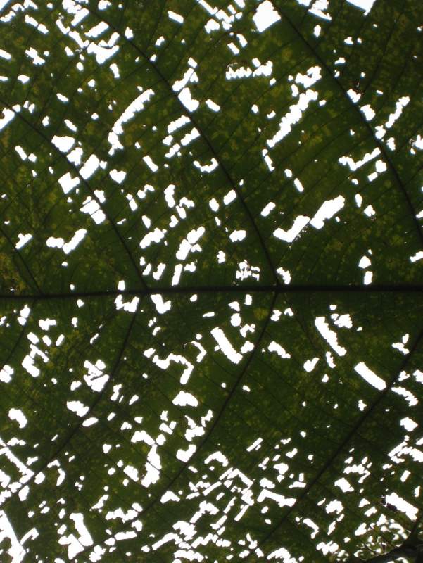 Macaranga Leaves