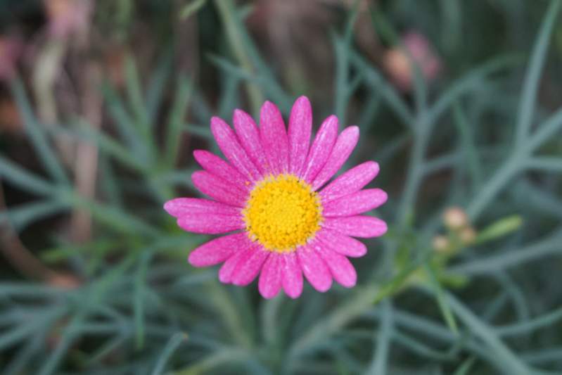 058 Paris daisy, Argyranthemum frutescens