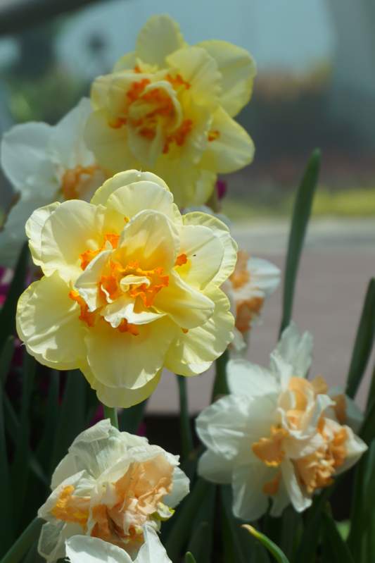 062 Double Daffodil, Narcissus hybrid