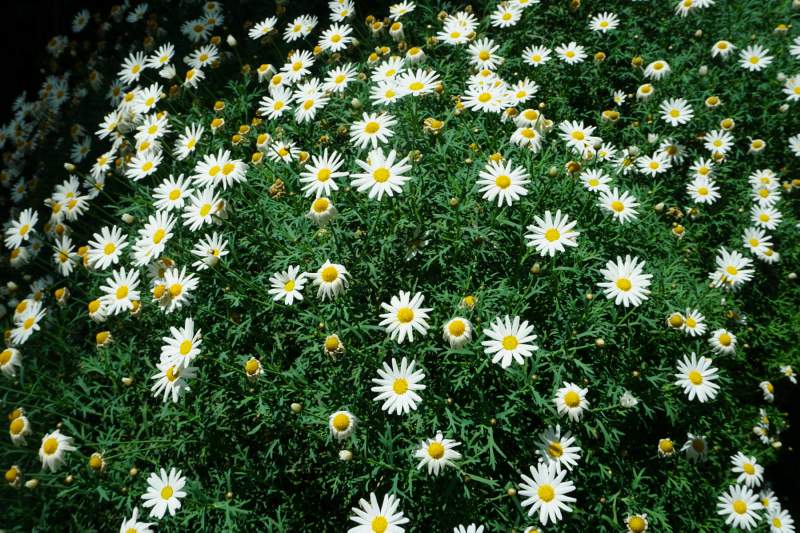 104 Paris daisy, Argyranthemum frutescens