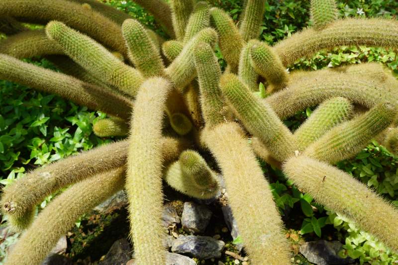 135 Cactus