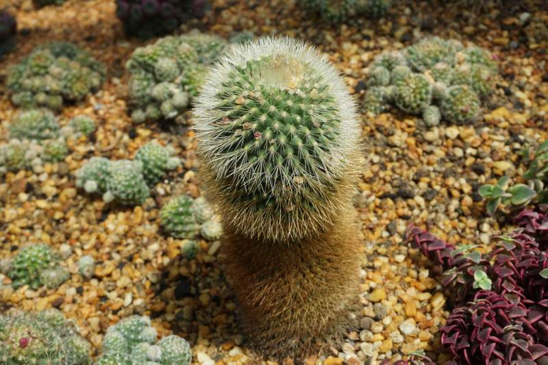 139 Pincushion Cactus, Mammillaria species