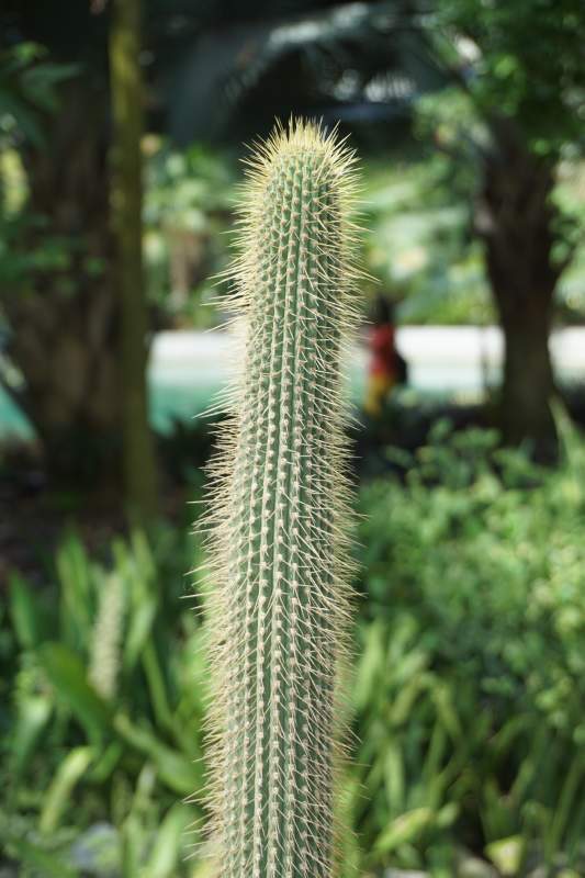 144 Cactus