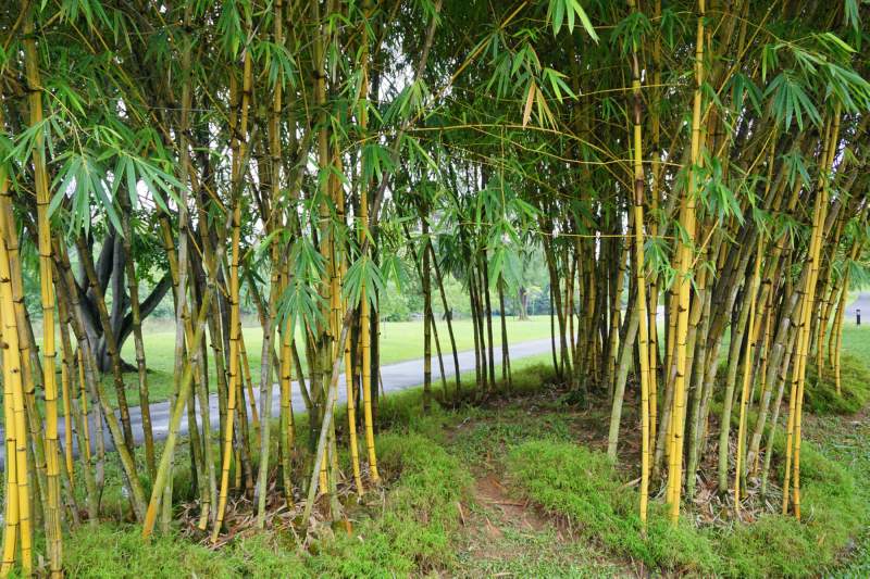 050 Bamboo