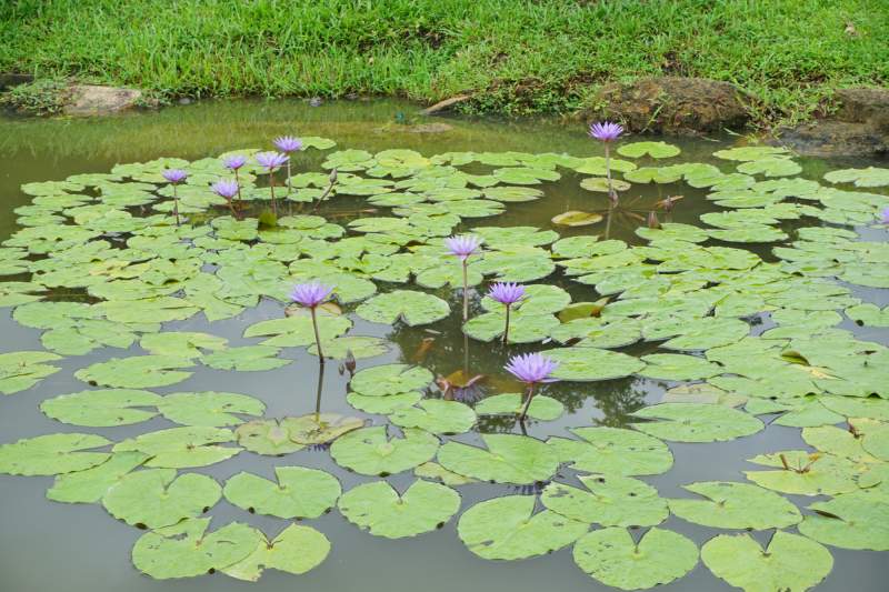 063 Water Lilies