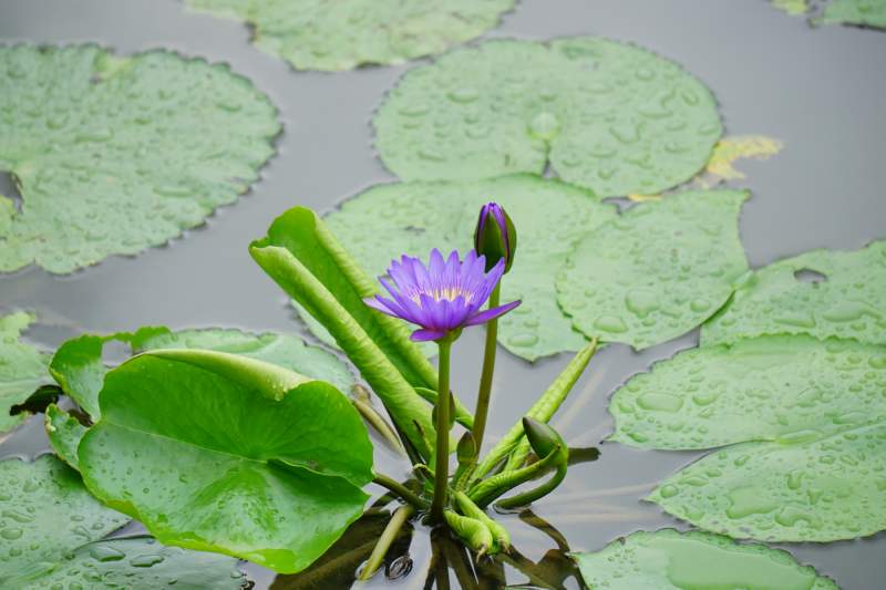 065 Water Lily
