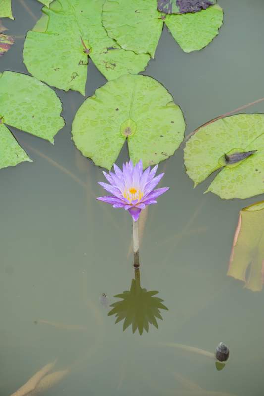 068 Water Lily