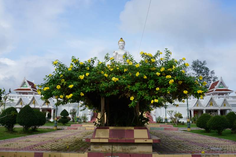Buddha behind Shrub
